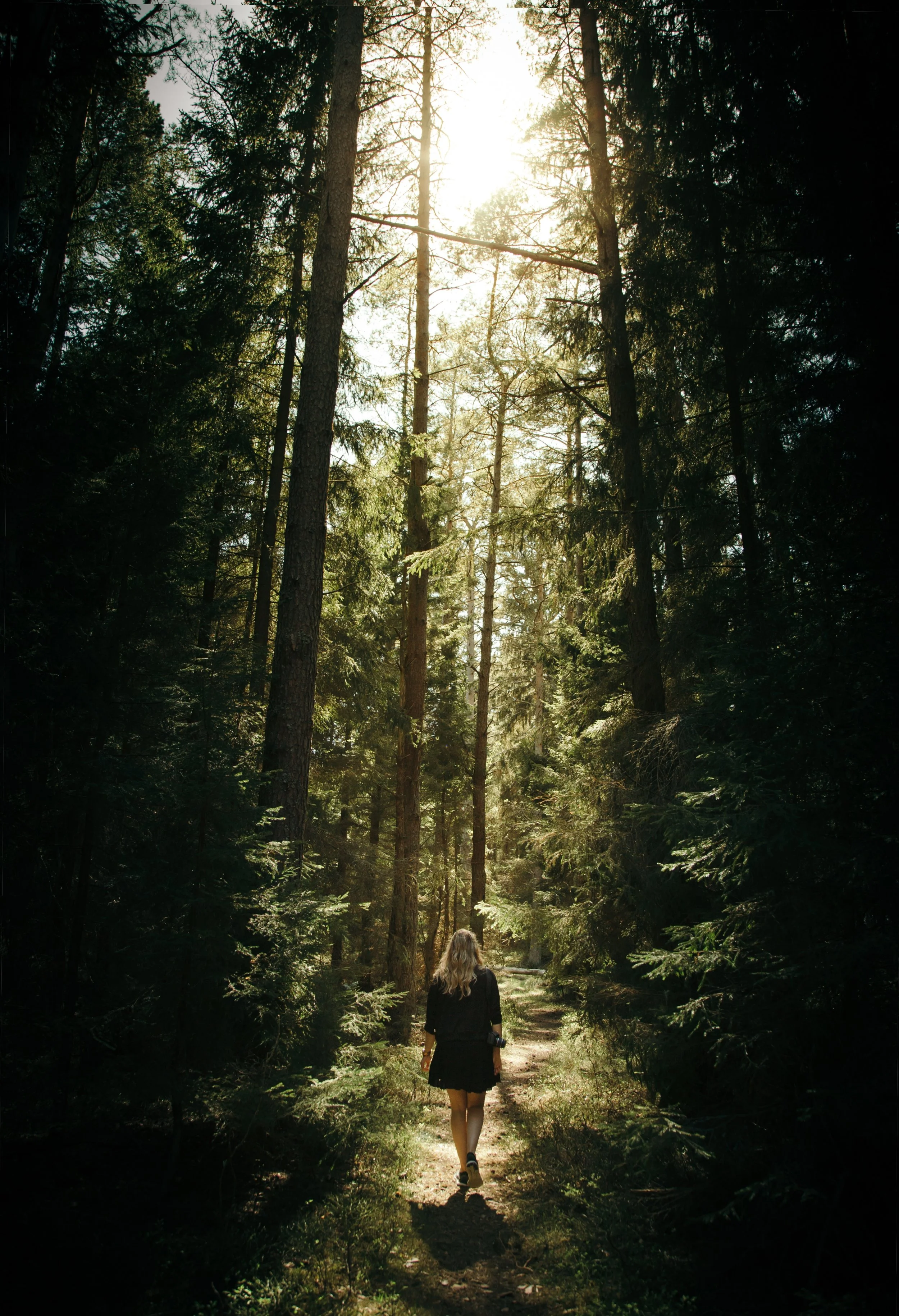 Forest Bathing and the Importance of Stillness.