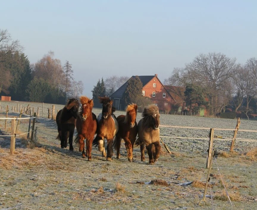Winterspaß für Islandpferde