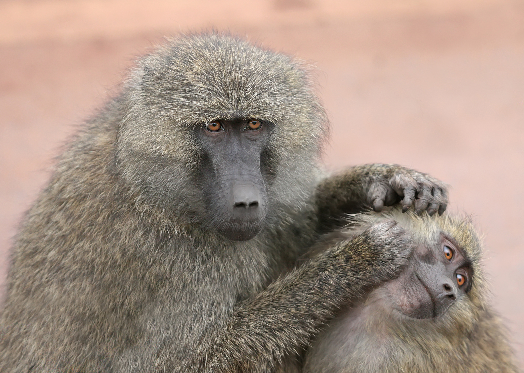 Monkey Love :-)
