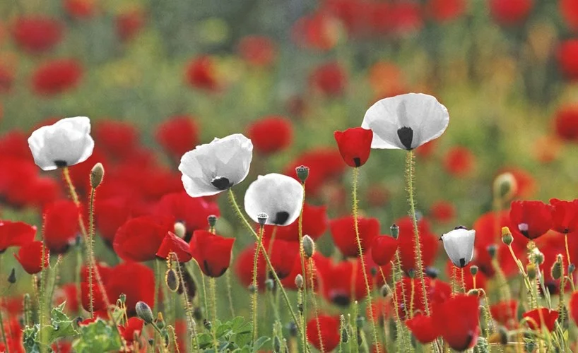 white-red-poppies.jpg