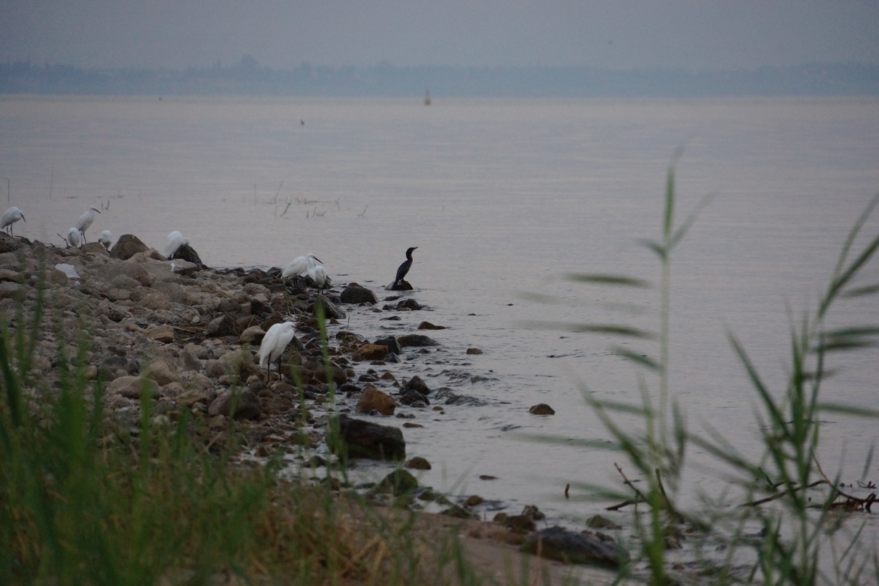 Birds upon the Sea of Galilee