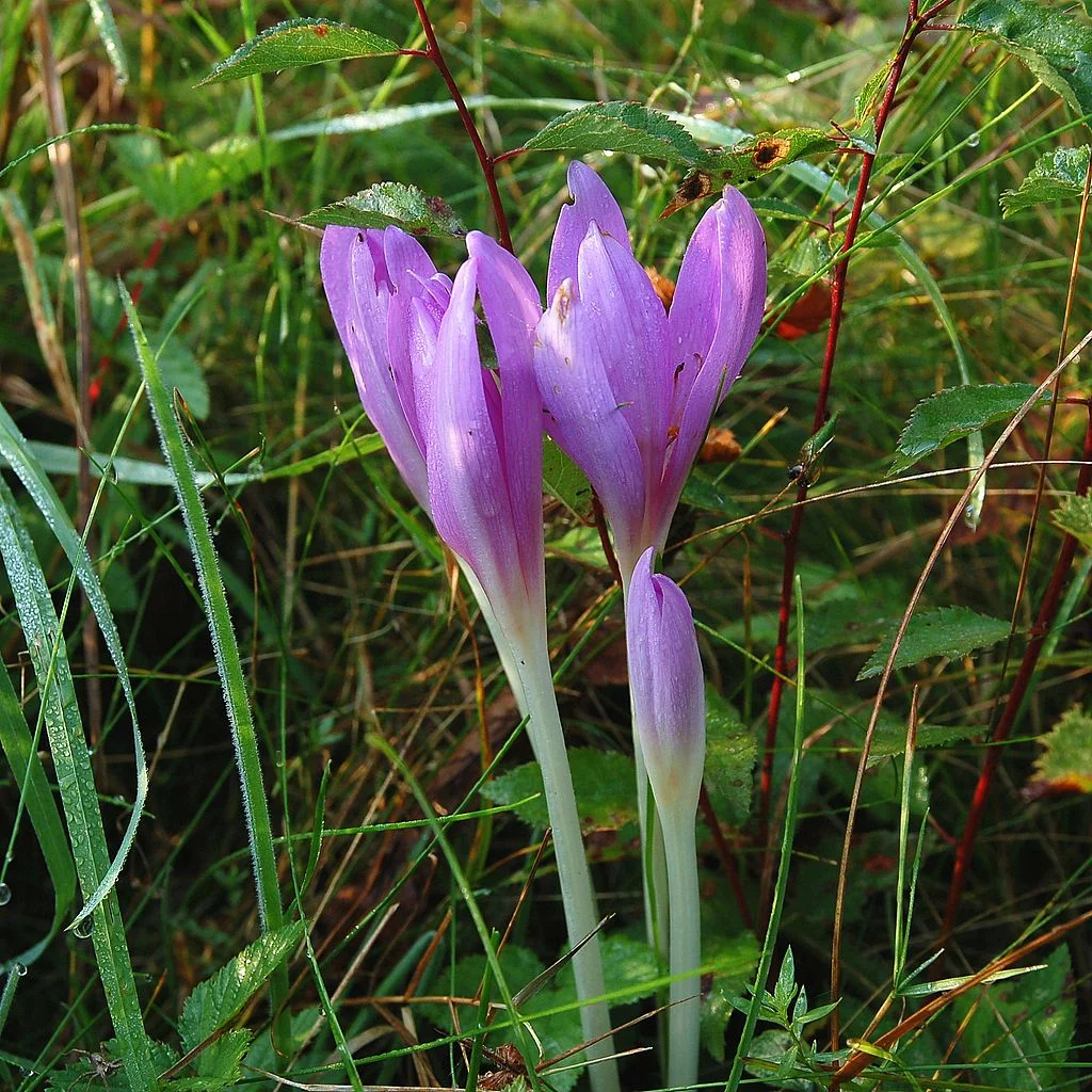 "Lilies" is a tradition translation choice: most likely a catch-all term for many Galilean flowers, such as these Colchicum autumnale. 