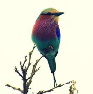 birds.jpg