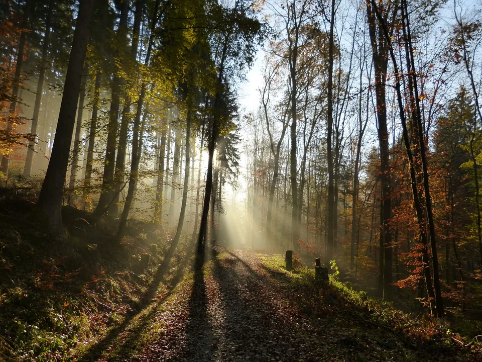 forest-68605_960_720.jpg