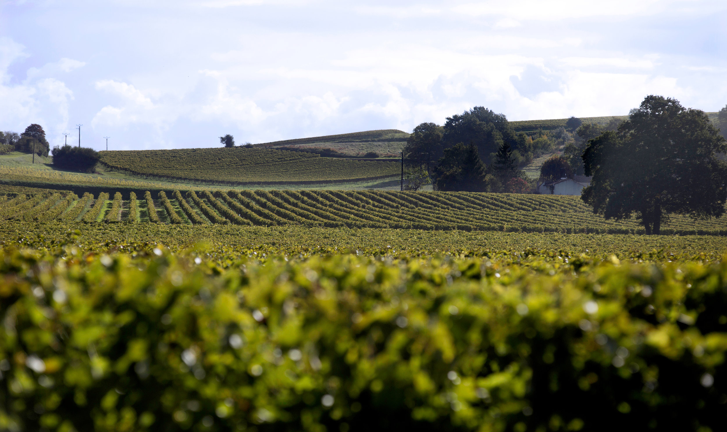 Vineyards&Landscapes _0611.jpg