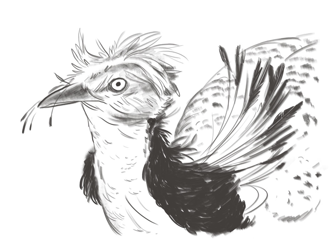 Animal sketchbook series / kiosk illustration Agency: Aldrich Pears Client: Sheikh Zayed Desert Learning Centre (2010)