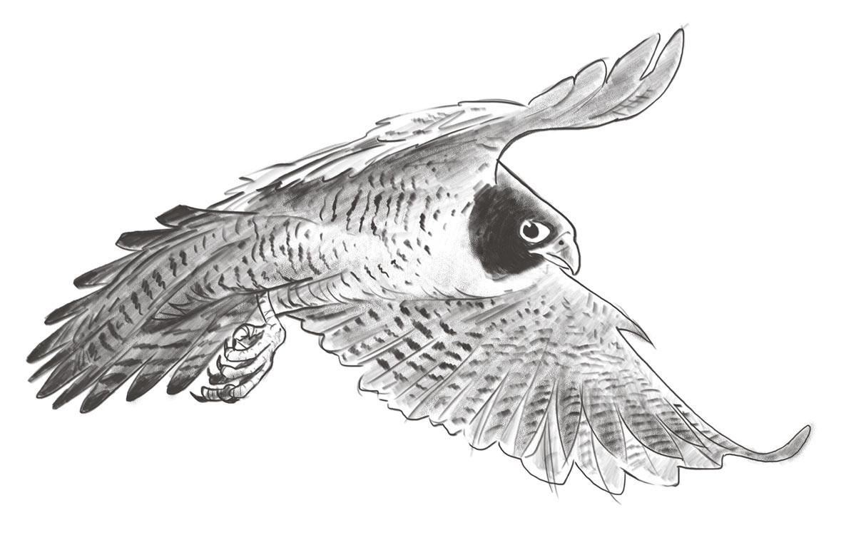 Animal sketchbook series / kiosk illustration Agency: Aldrich Pears Client: Sheikh Zayed Desert Learning Centre (2010)