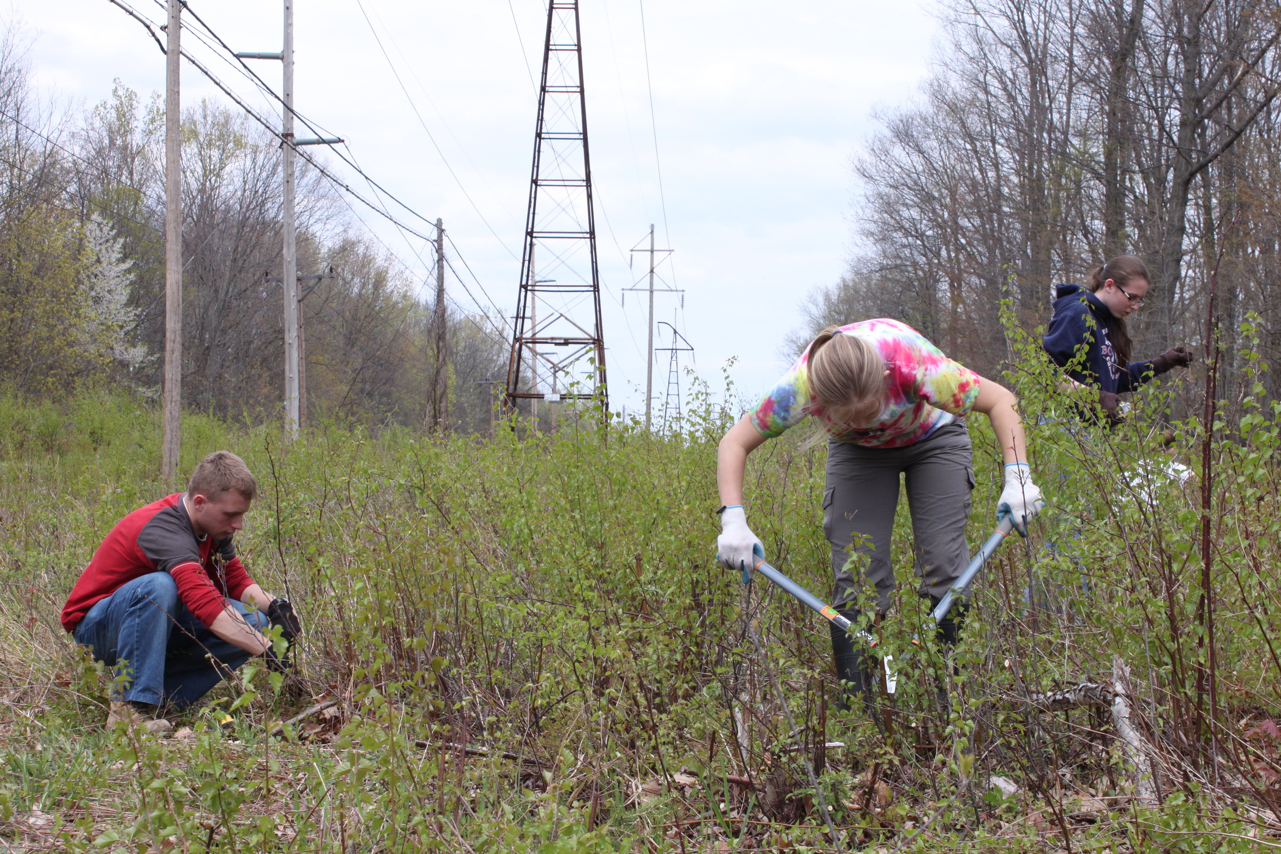 Invasive plant removal