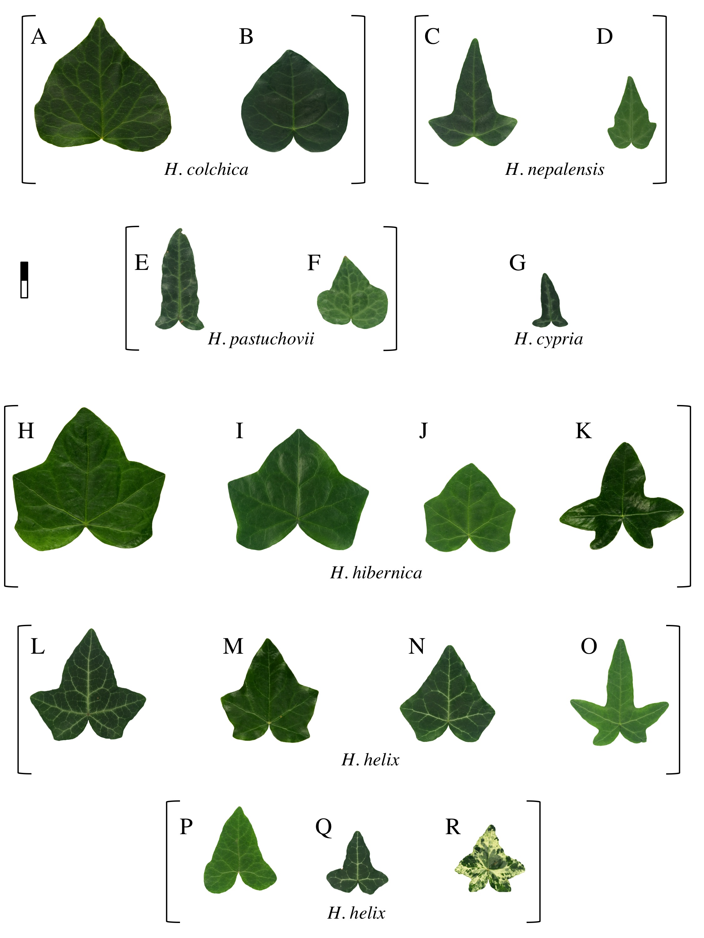 Ivy leaf morphology, plate 2