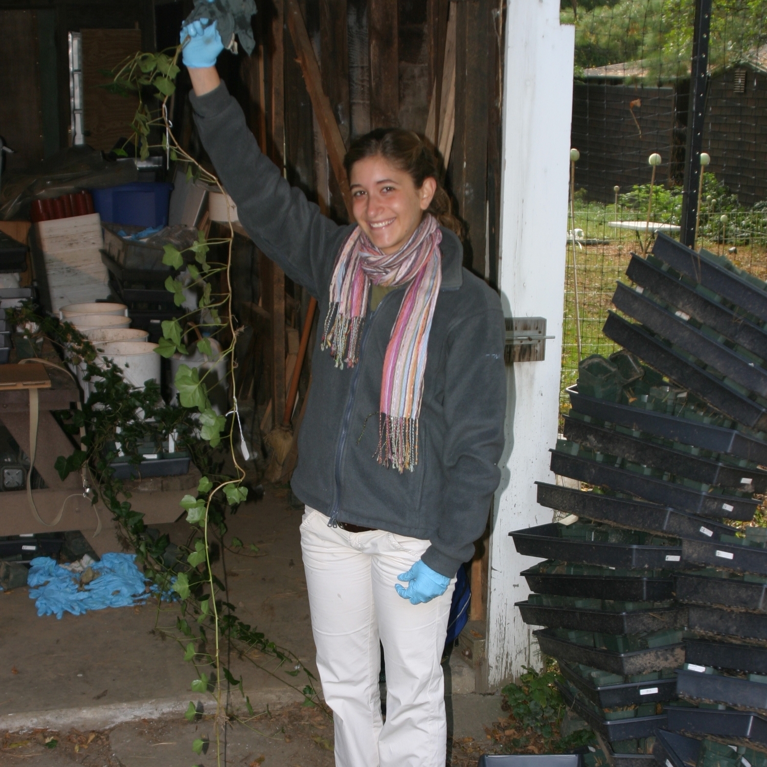 Harvesting Hedera