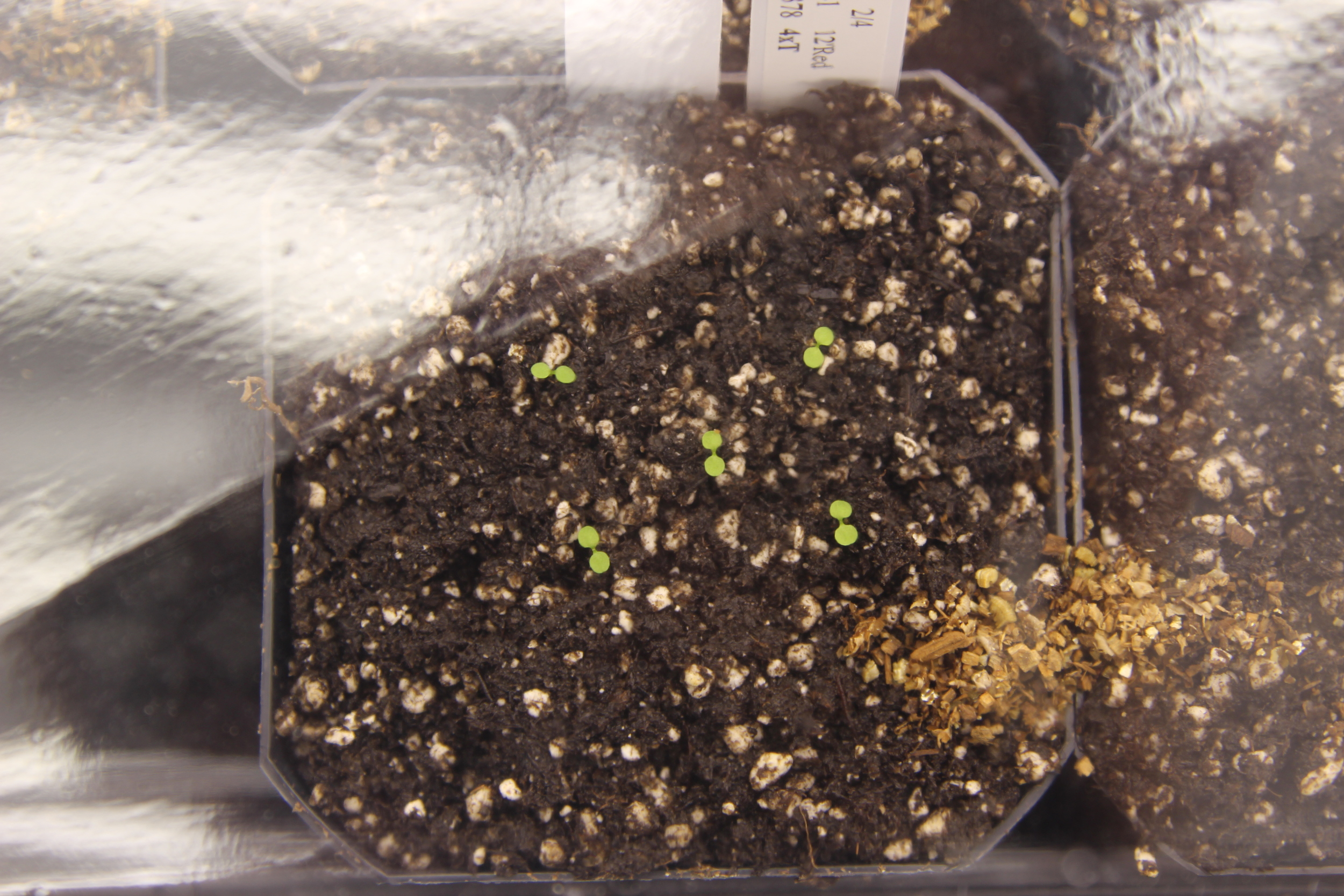 Arabidopsis seedlings