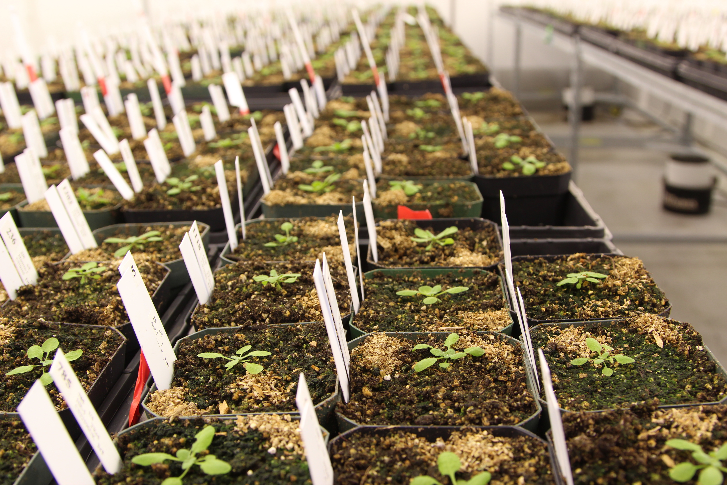 Arabidopsis rosettes