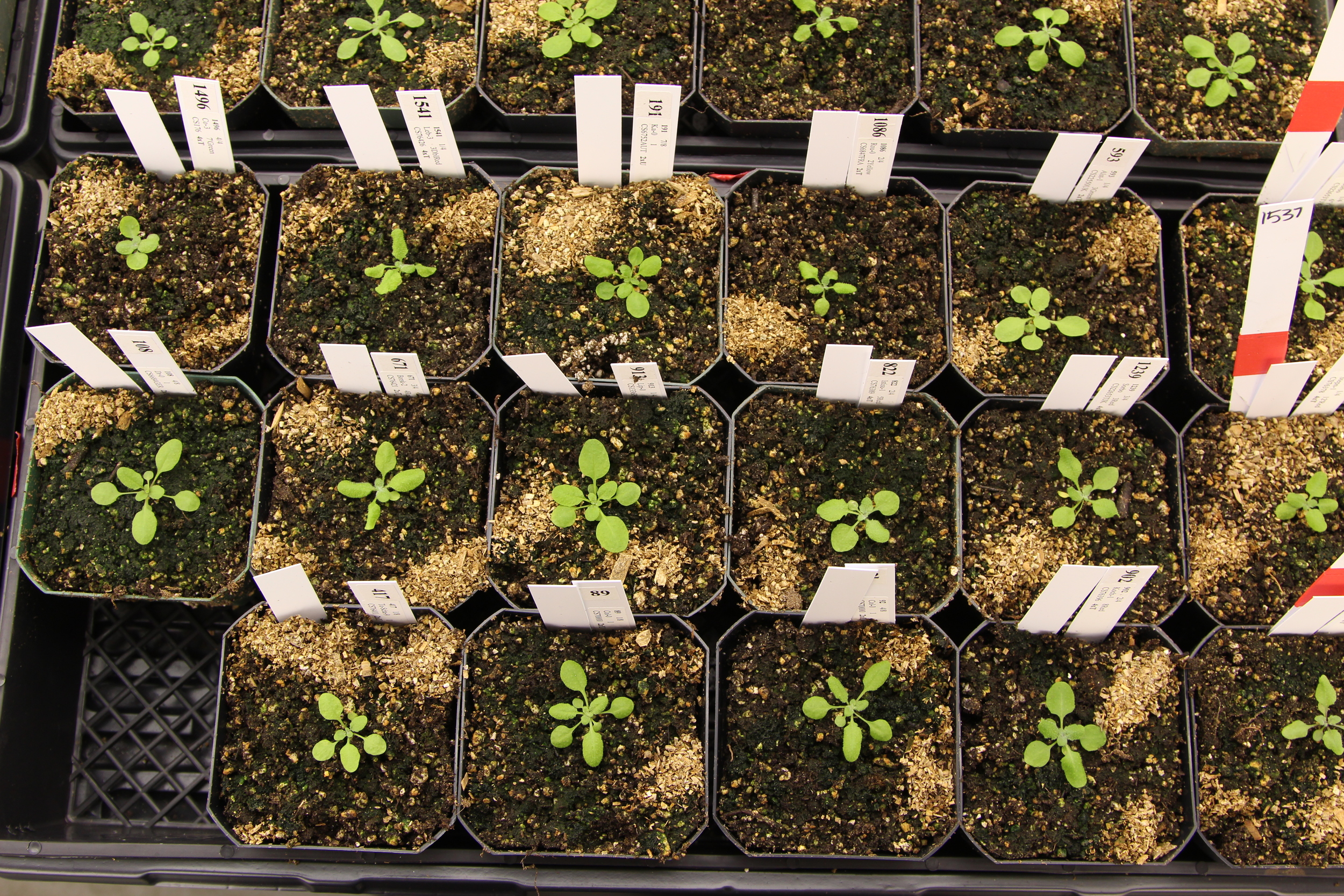 Arabidopsis rosettes