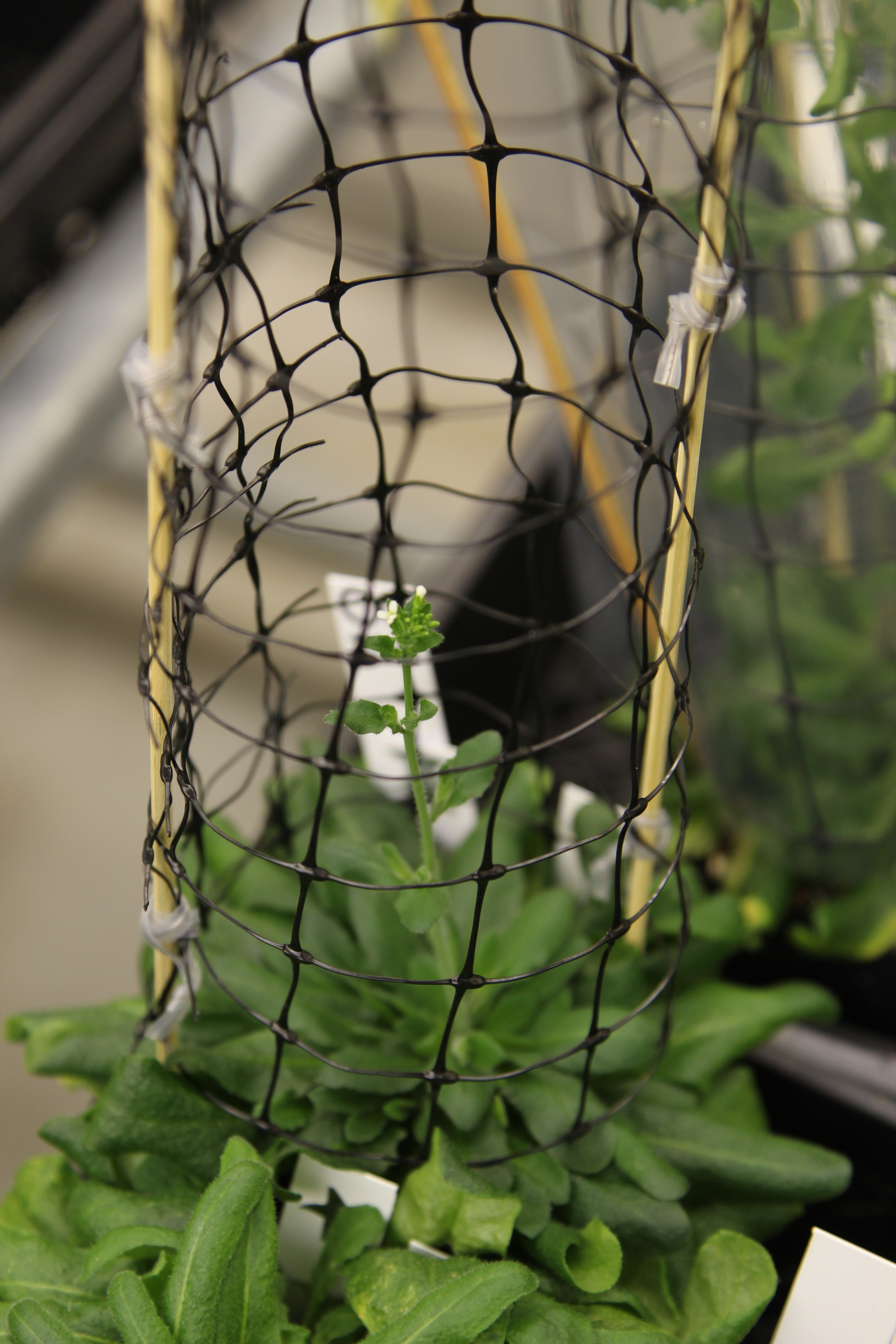 Arabidopsis arrestors