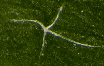 Stellate trichome