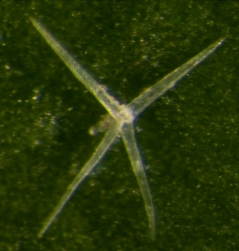 Stellate trichome