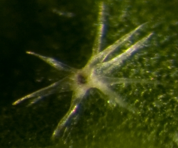 Scale trichome