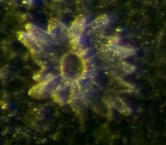 Scale trichome