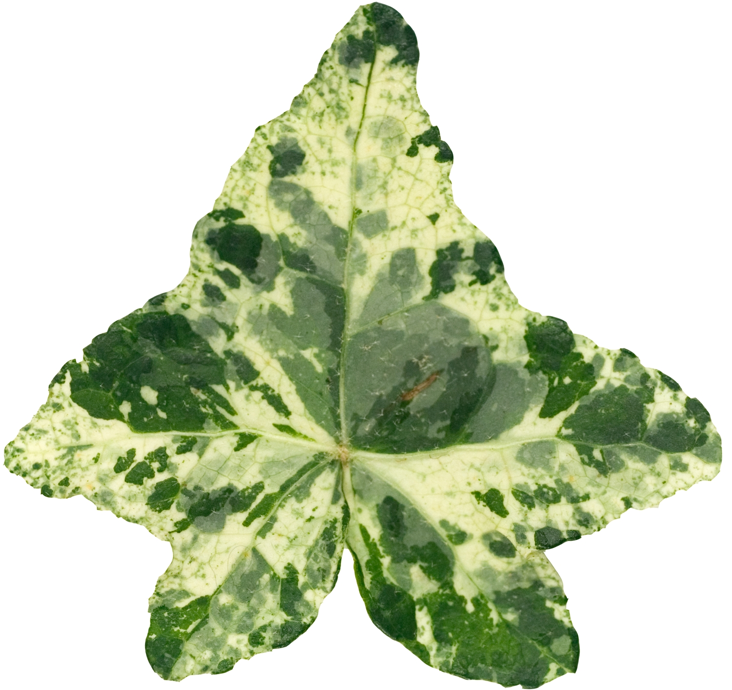 Variegated Hedera helix