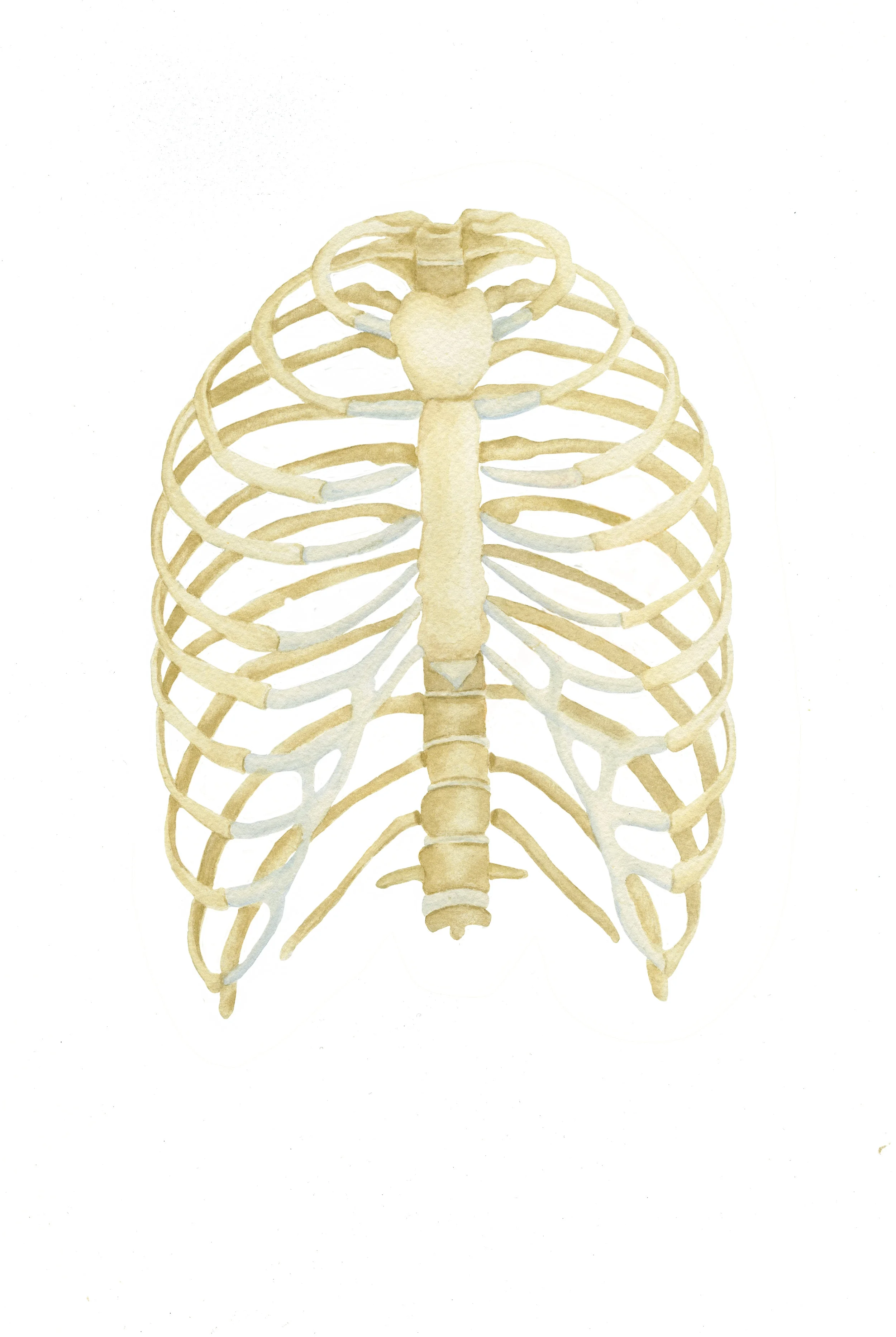 ribcage.jpg