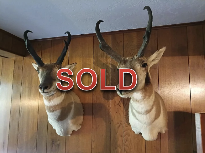 The Sneak Peek - Weekly Auction