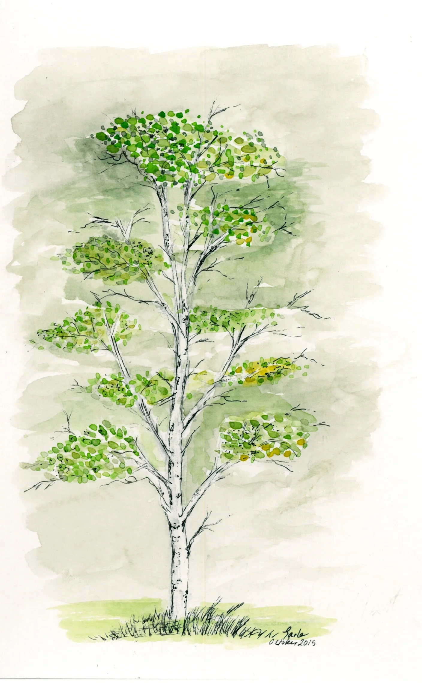 birch tree 2nd scan.jpg