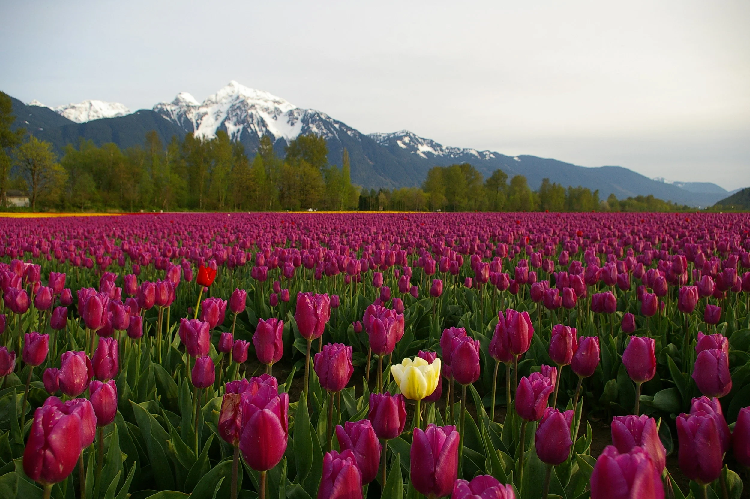 Tulip Goes Solo