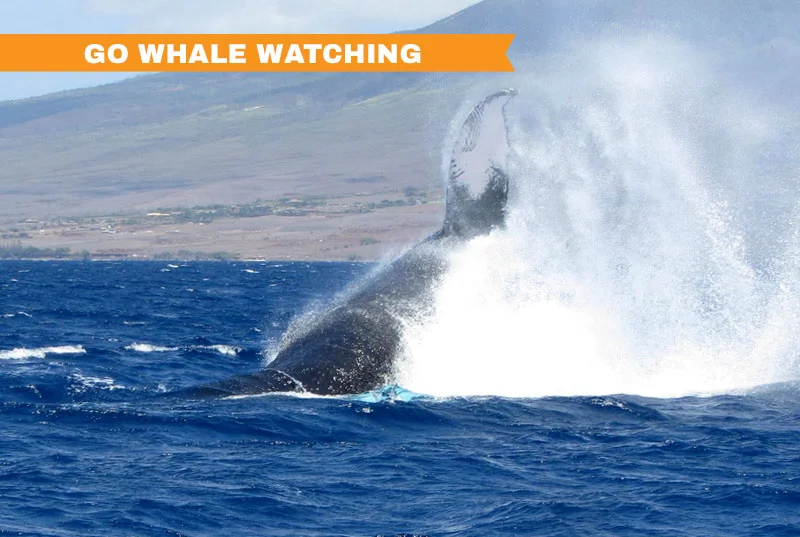 whale.jpg