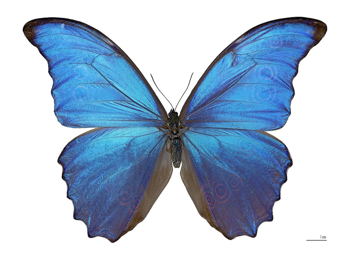 1200px-Morpho_didius_Male_Dos_MHNT.jpg