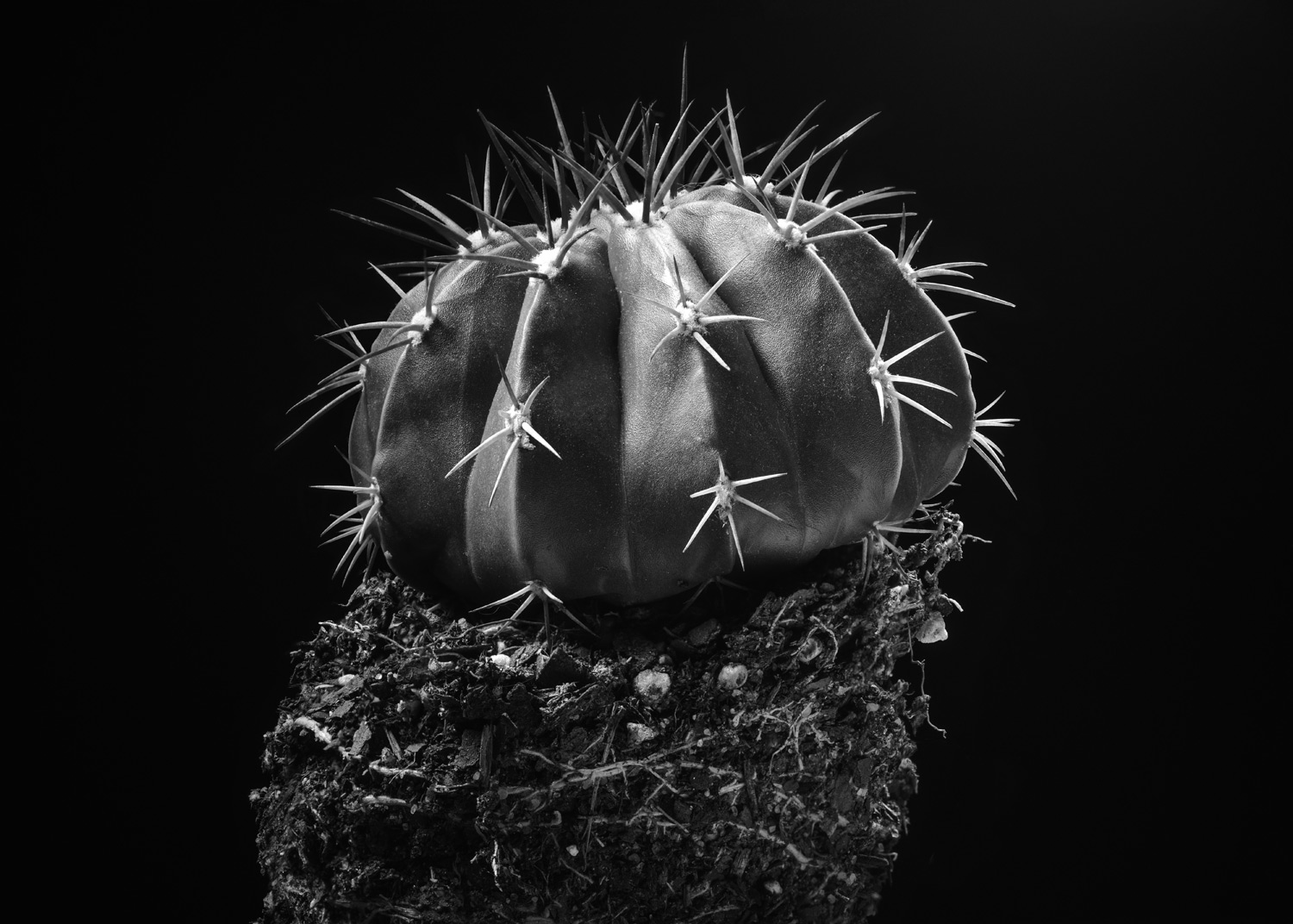 cactus-matthew-kashtan-photography.jpg