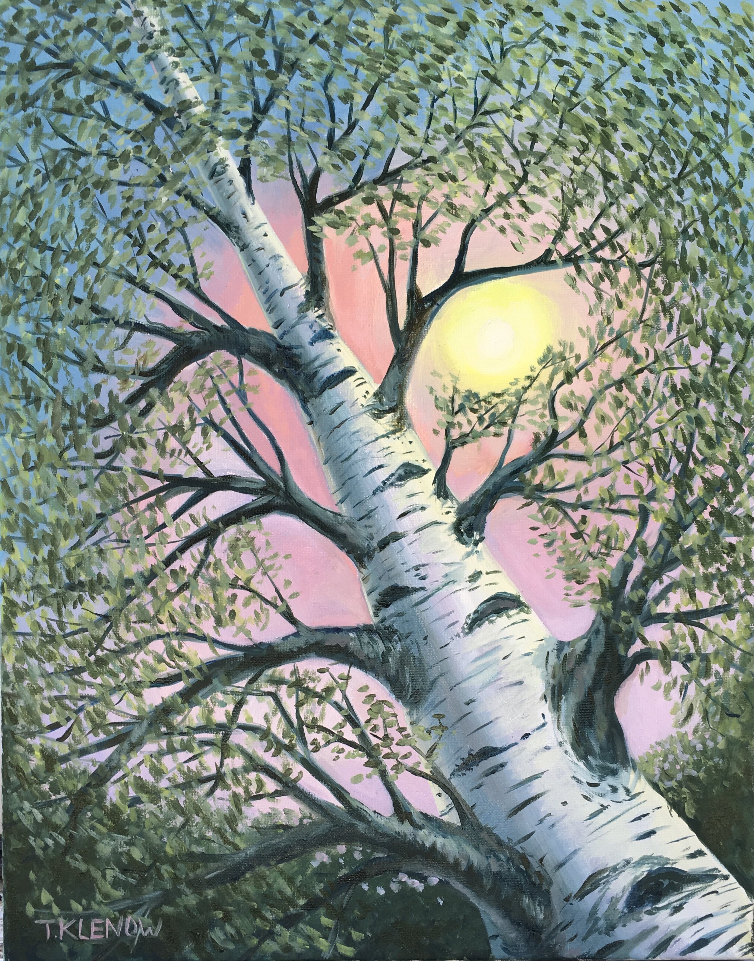 Birch Morning