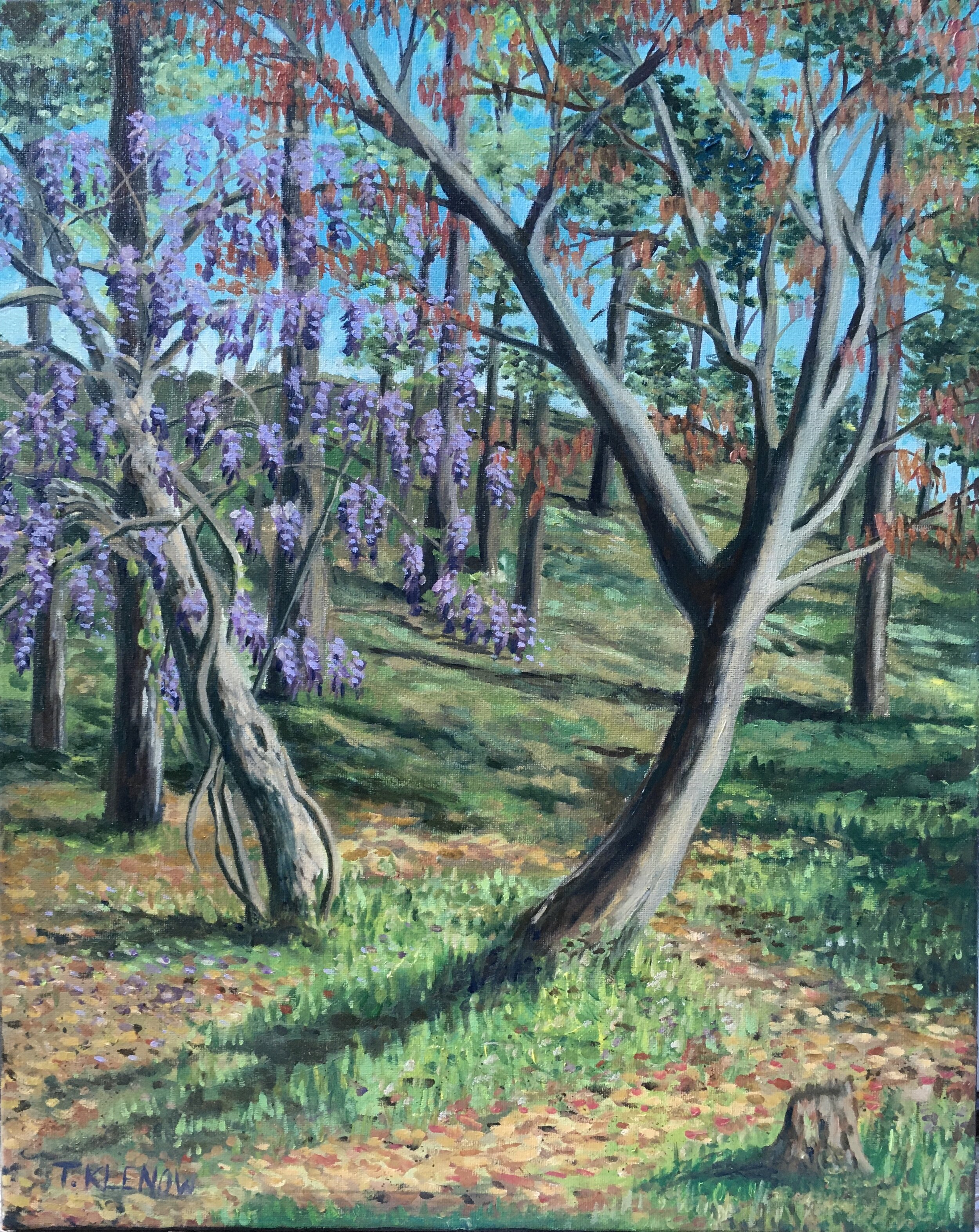 Wisteria and Maple