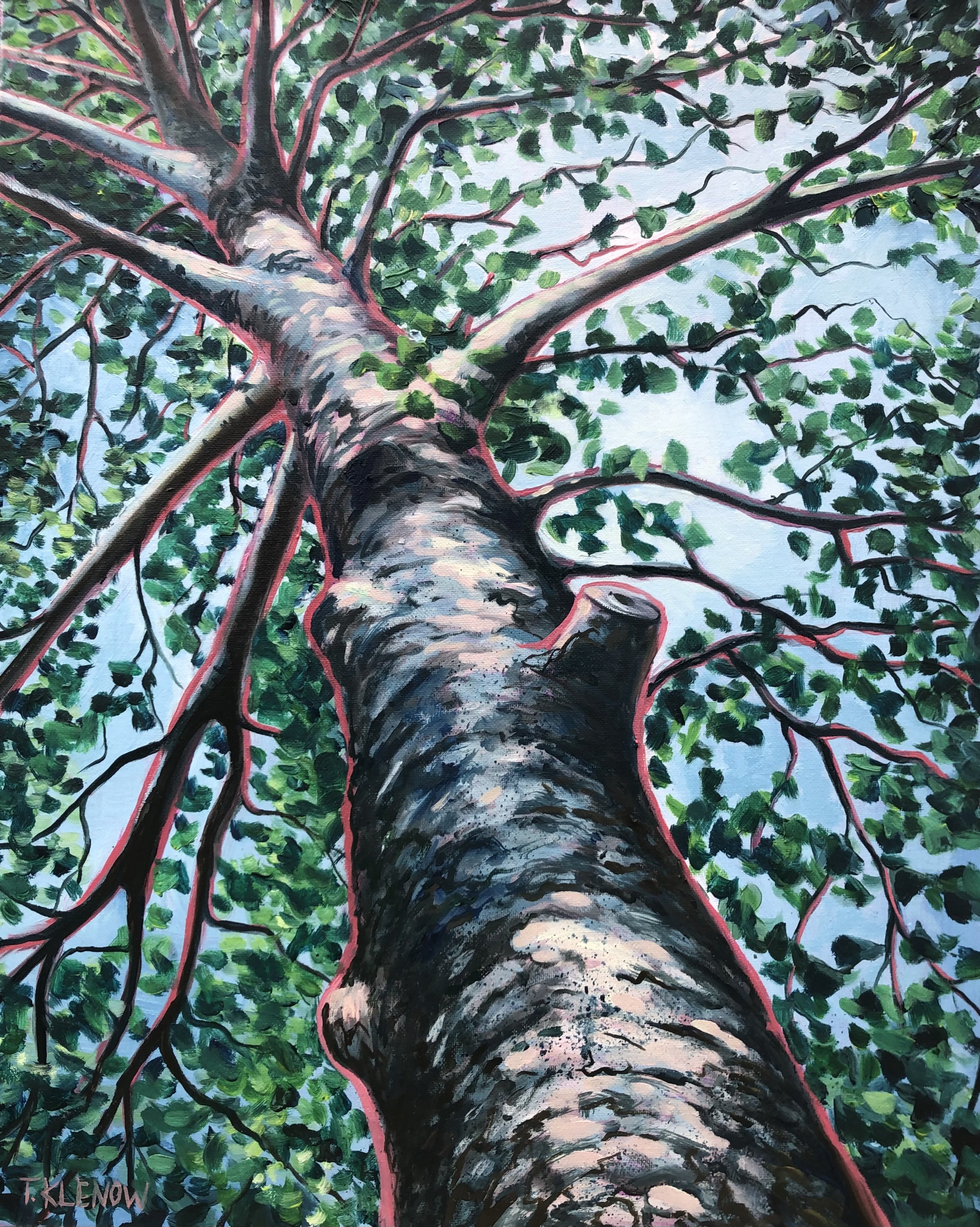 Sycamore