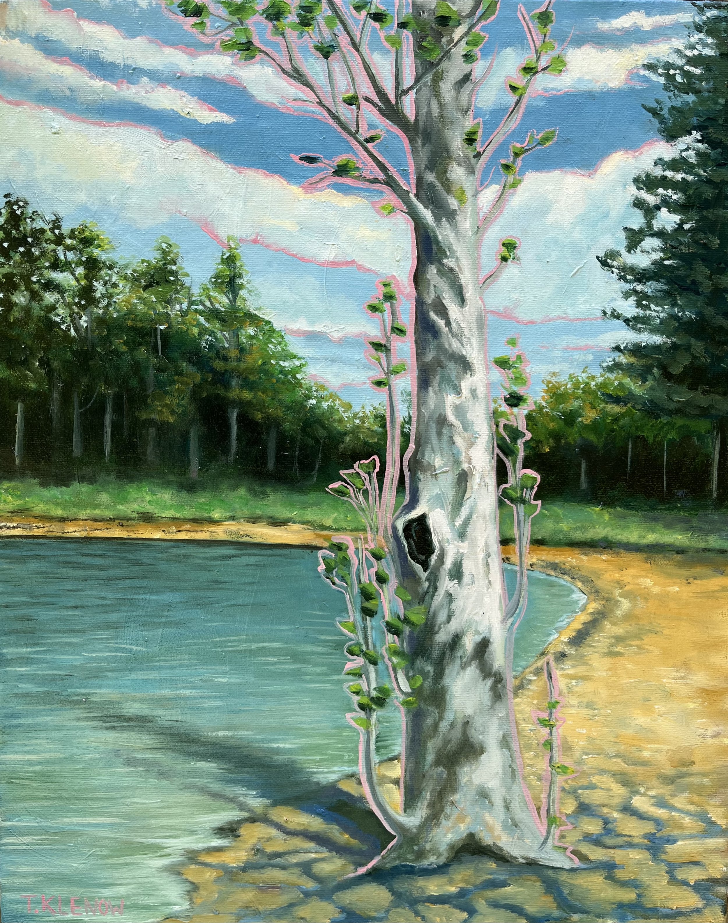 Sycamore at Bond Park