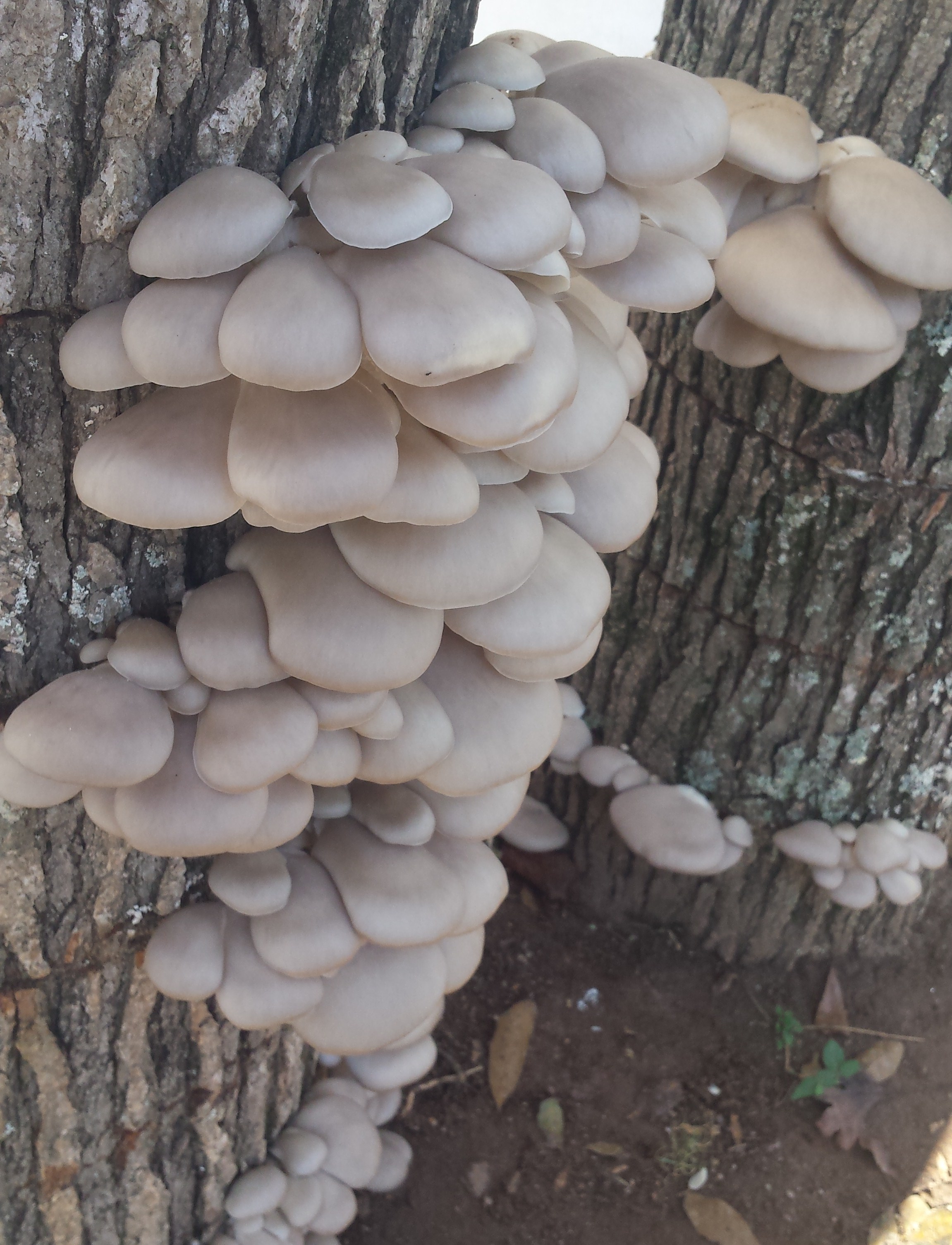 These are Pohu Oyster mushrooms that are grown outdoors on wood harvested from our farm. These mushrooms will have more flavor and nutrients than those grown indoors.