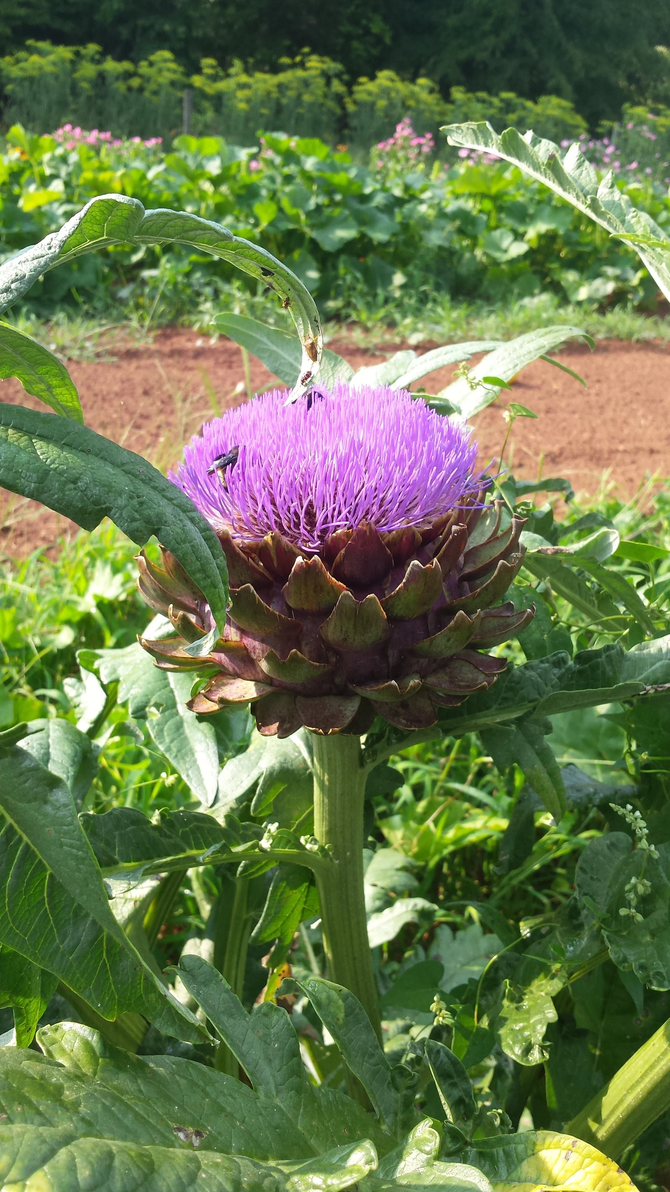 This is a Green Globe Artichoke that was spared from harvest and is in full bloom. As you can tell, this is a favorite of our pollinators. 