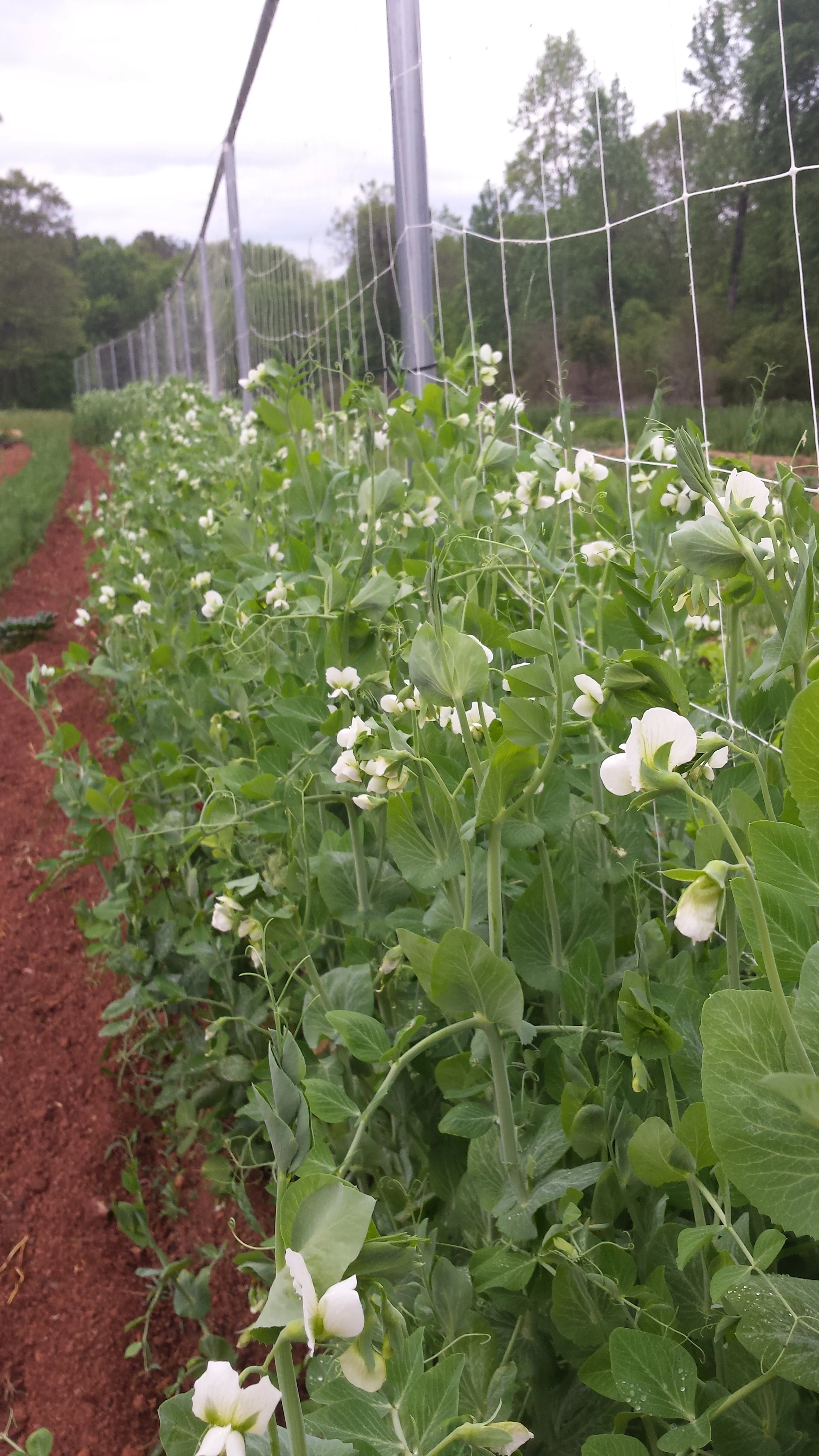 Sugar Snap Peas in full bloom.