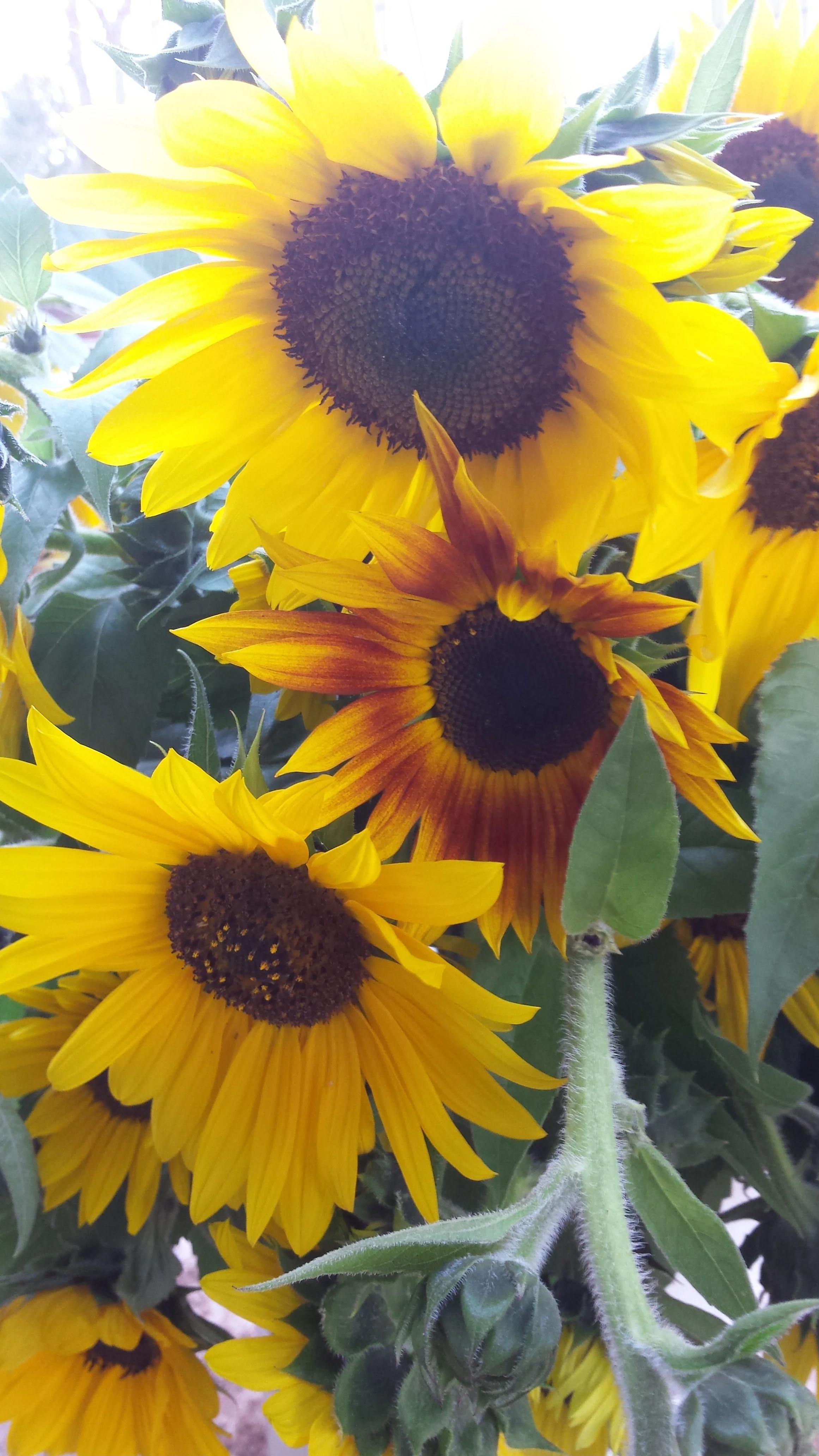 Autumn Beauty Sunflowers in bloom.