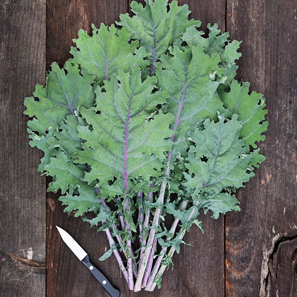 Greens - Kale ‘Wild Mix’