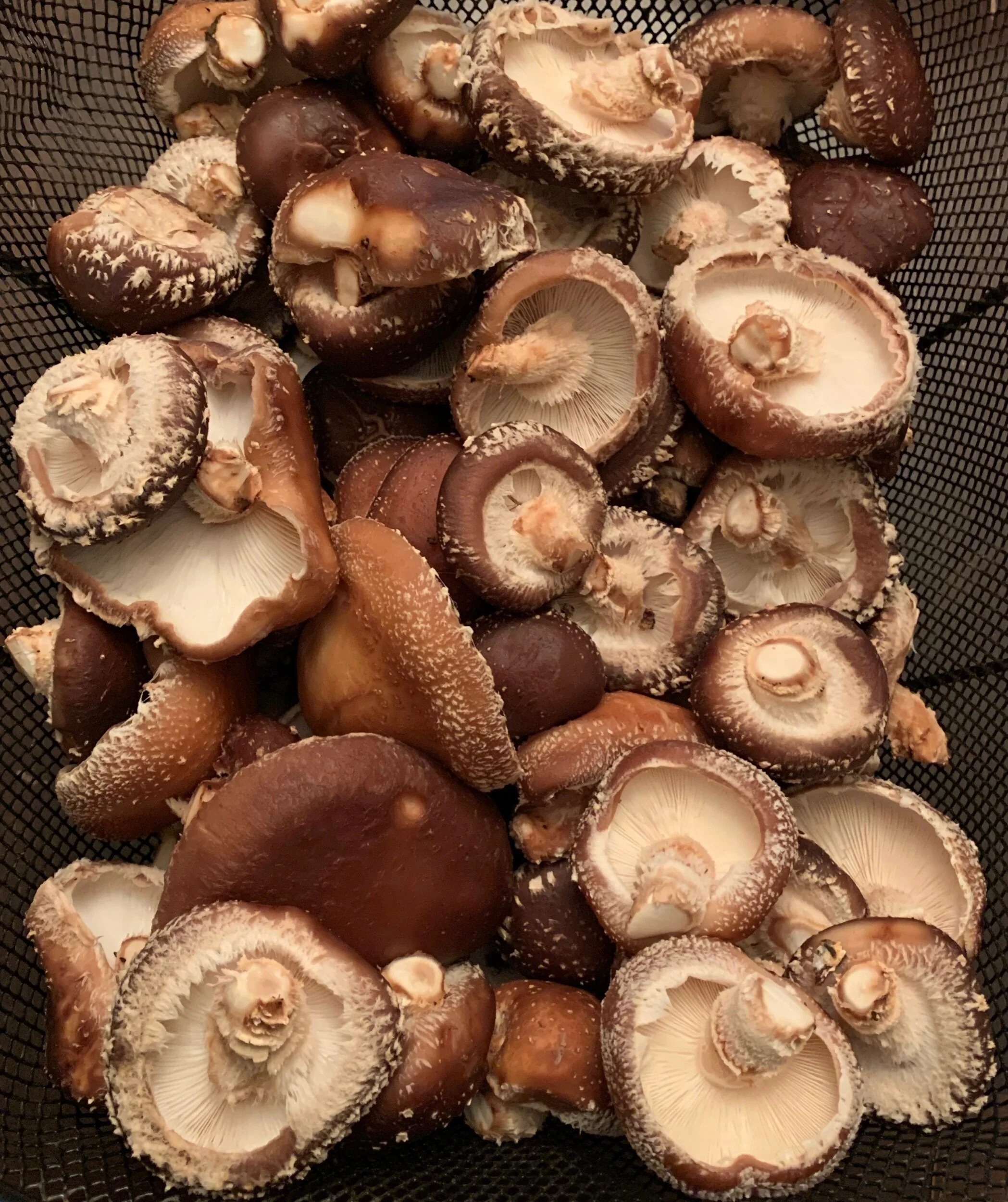 DFE2CB5D-6E0C-4014-A8A5-2CD970759F4A