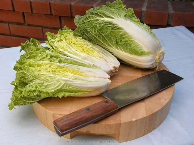 Cabbage- Napa