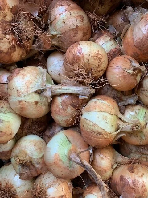 Onions - Sweet Yellow