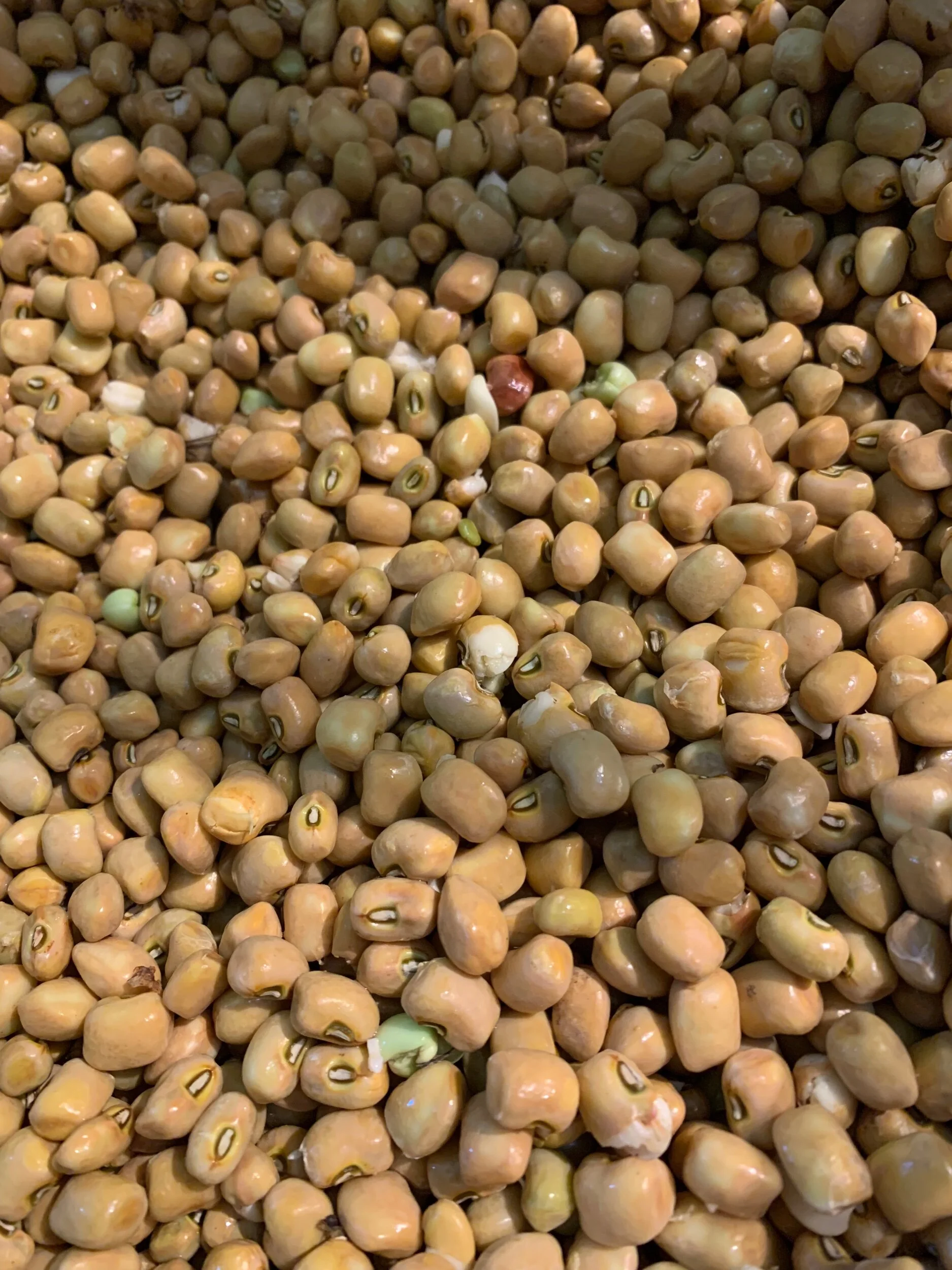 Peas - Fresh Brown Crowder