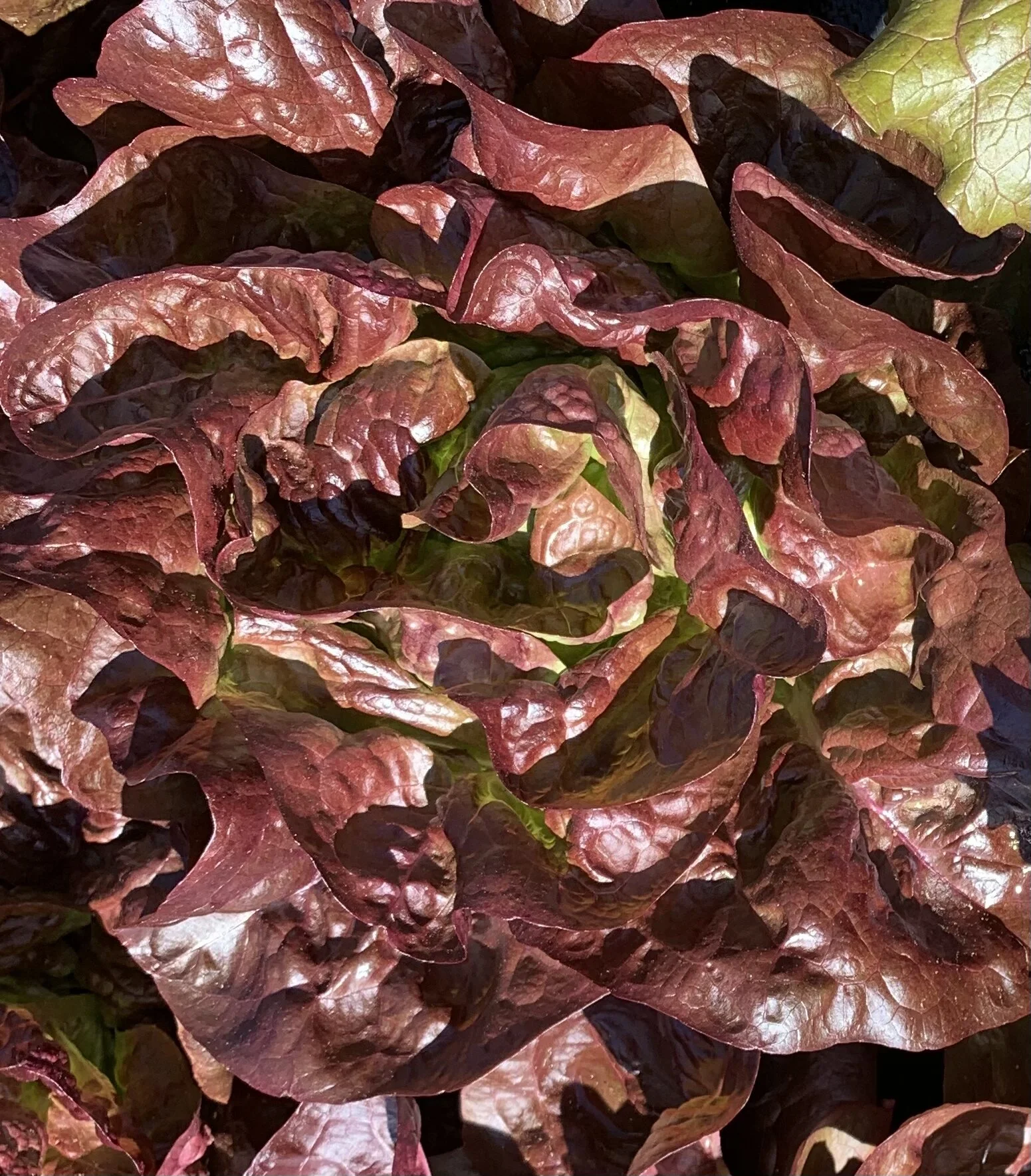 4ACBB79D-422A-44AD-943D-4C1C6686B20E