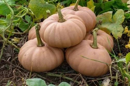 Squash - ‘Butterkin’