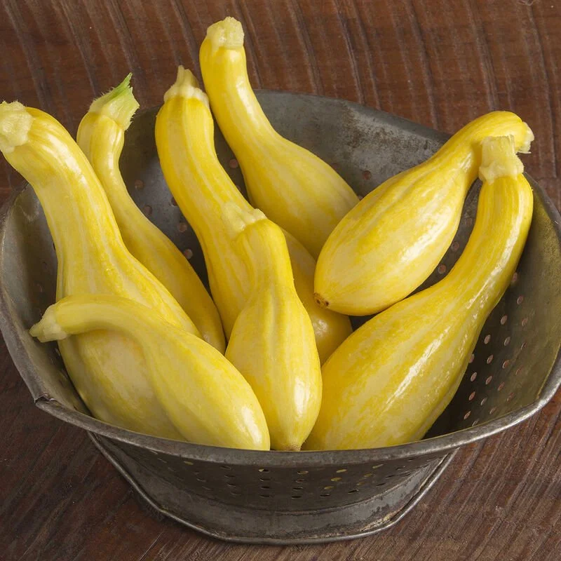 Squash - Yellow Summer