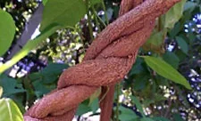 ayahuasca
