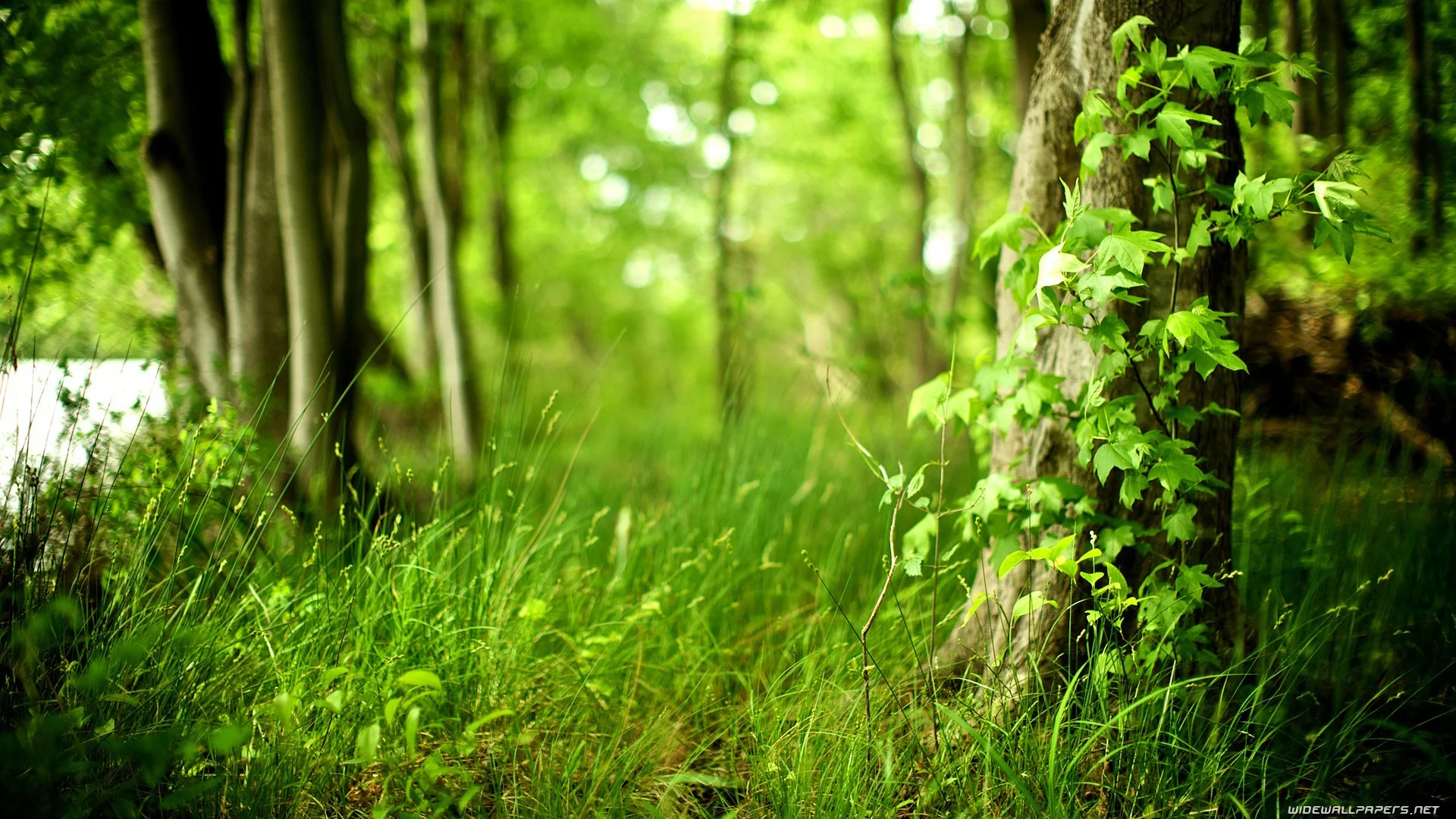 trees-forest_00374072.jpg
