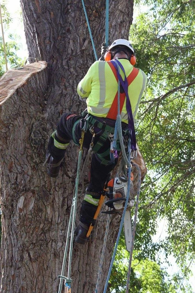 Tree Climber9.jpg