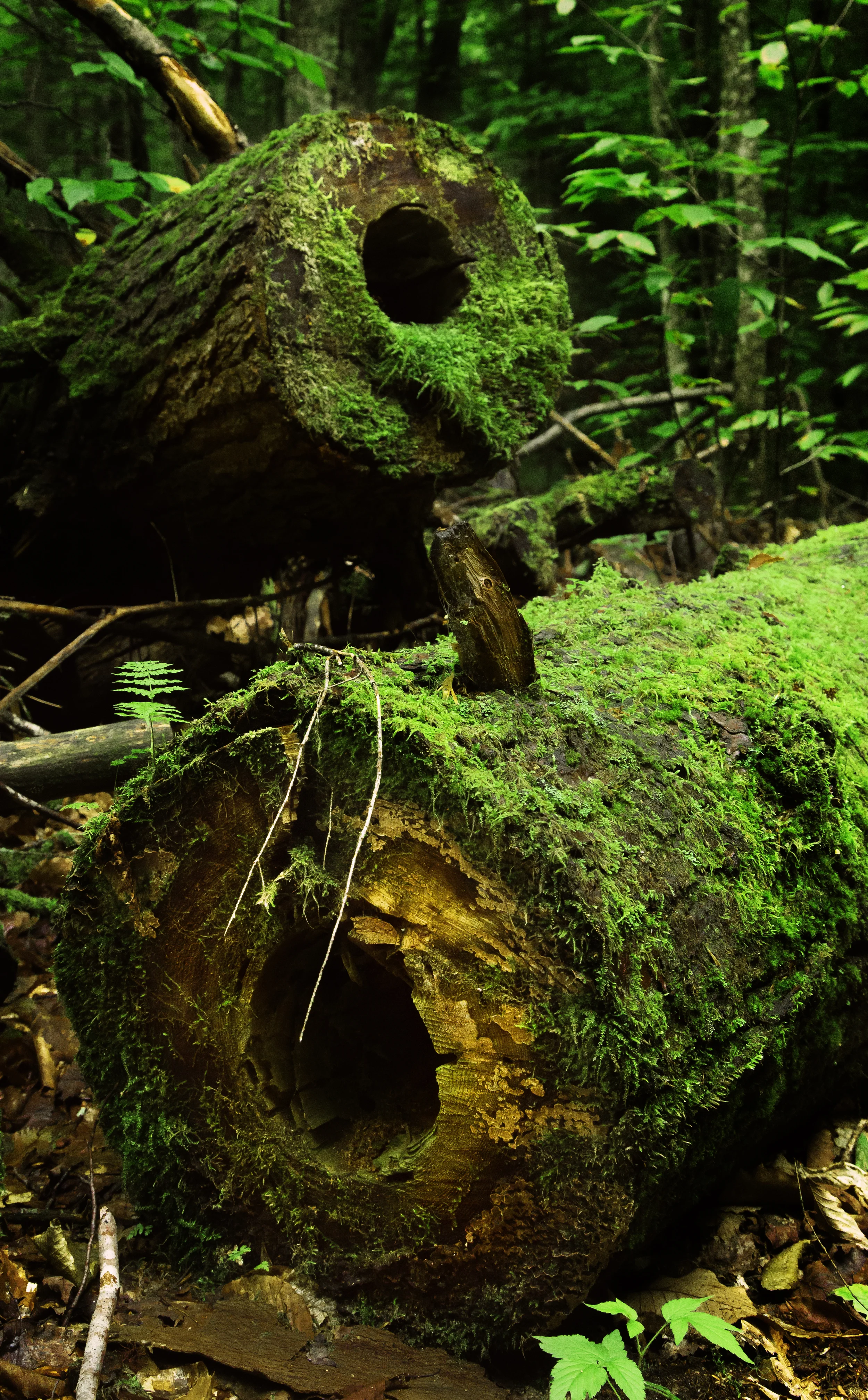 Hollow_Logs.jpg